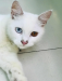 Parsian Cat